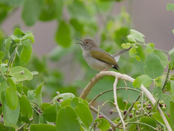 <h3><a href="/trips/tanzania/biota/animalia/chordata/aves/040 passeriformes/088 cisticolidae/camaroptera brevicaudata/camaroptera brevicaudata-nl.html">Camaroptera&nbsp;brevicaudata</a> / Grey‑backed&nbsp;camaroptera / Blaatcamaroptera</h3>OM-1 Mark II met OLYMPUS M.150-400mm F4.5, 1/2000 sec  bij F4.5, ISO 2000, afstand 16.5&nbsp;m